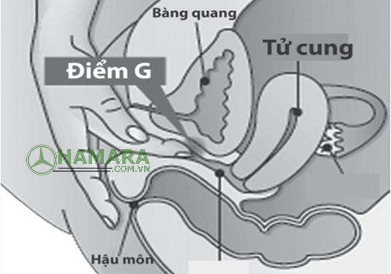 Tấn công điểm G của phụ nữ